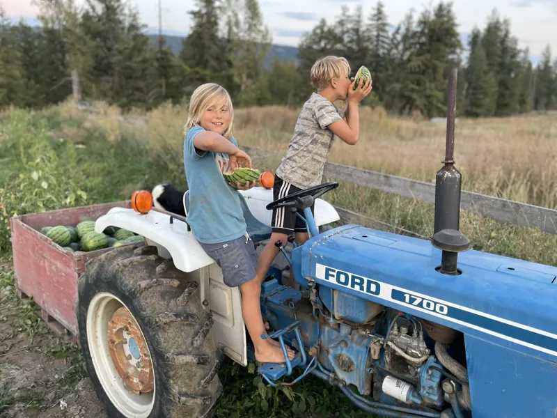 September 14, 2022: melons on the blue Ford tractor