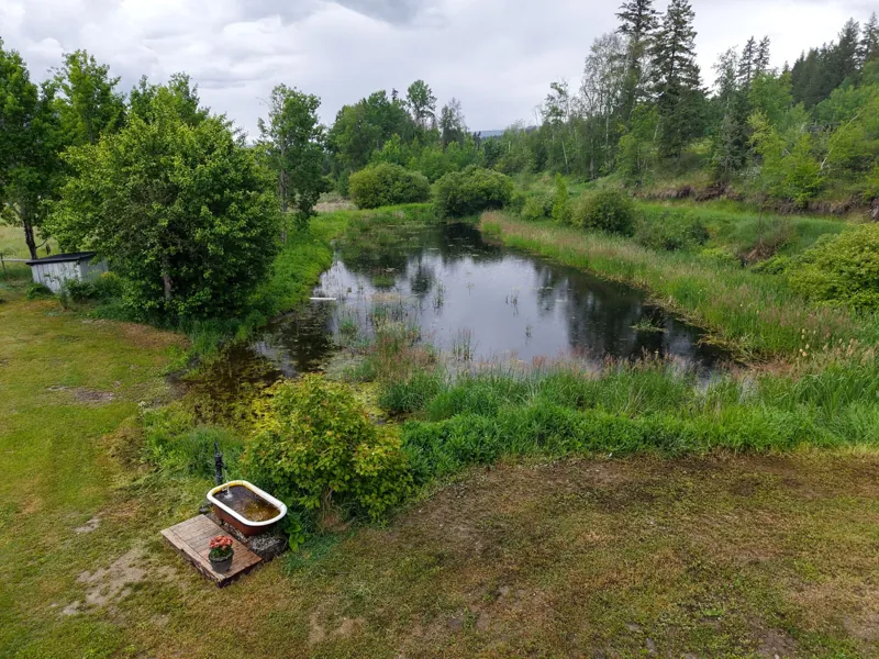The pond