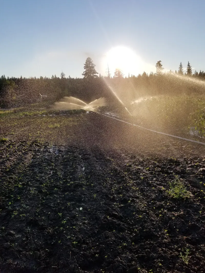 Sprinklers over the crops