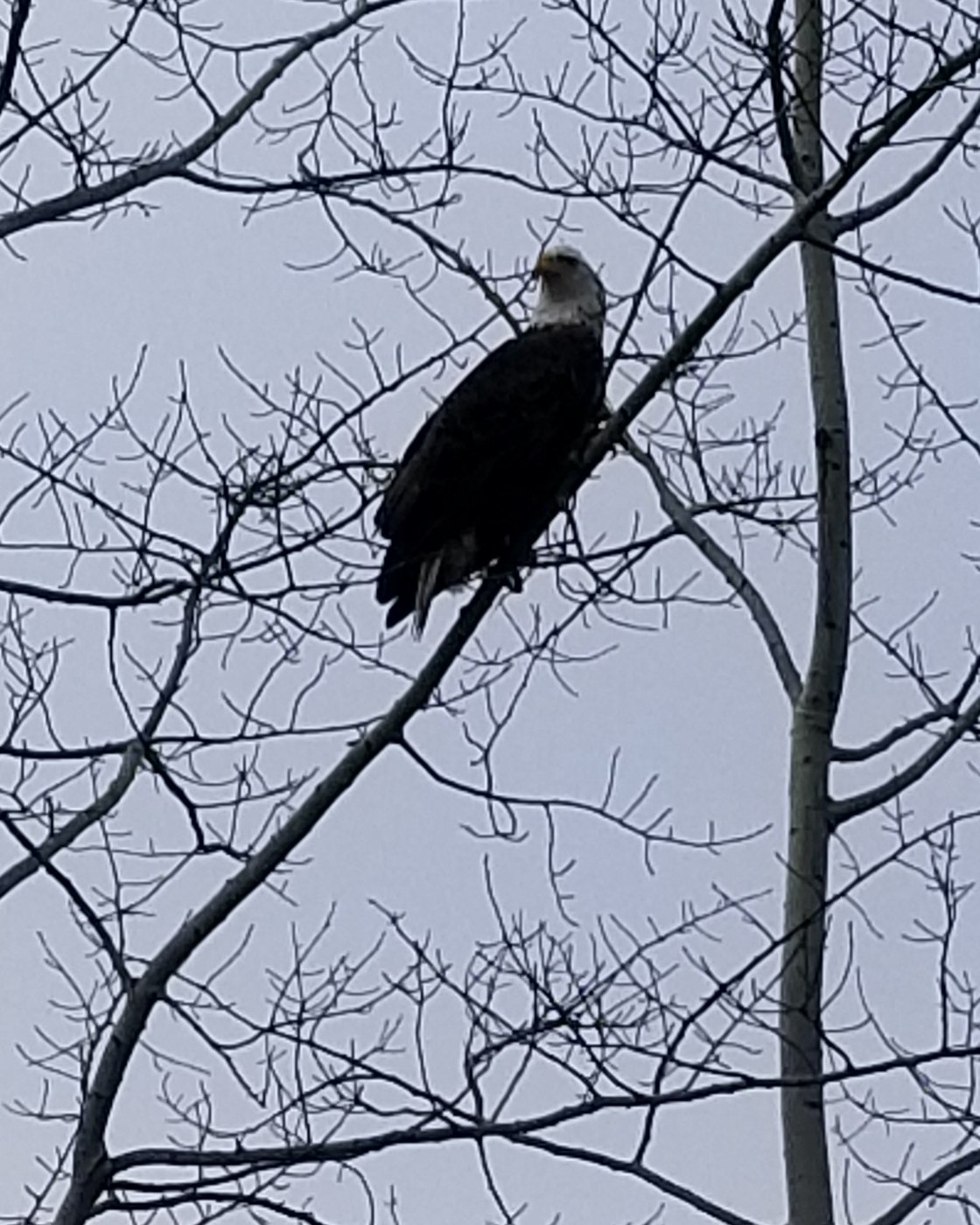 A bald eagle perched in bare aspens